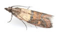 Meal Moth